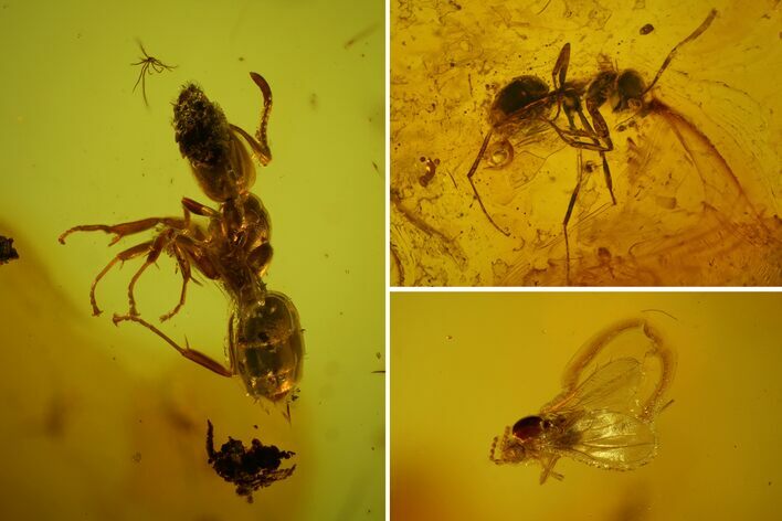 Detailed Fossil Ants (Formicidae) & Fly (Diptera) In Baltic Amber #128292